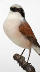 Red-backed Shrike - Lanius Collurio